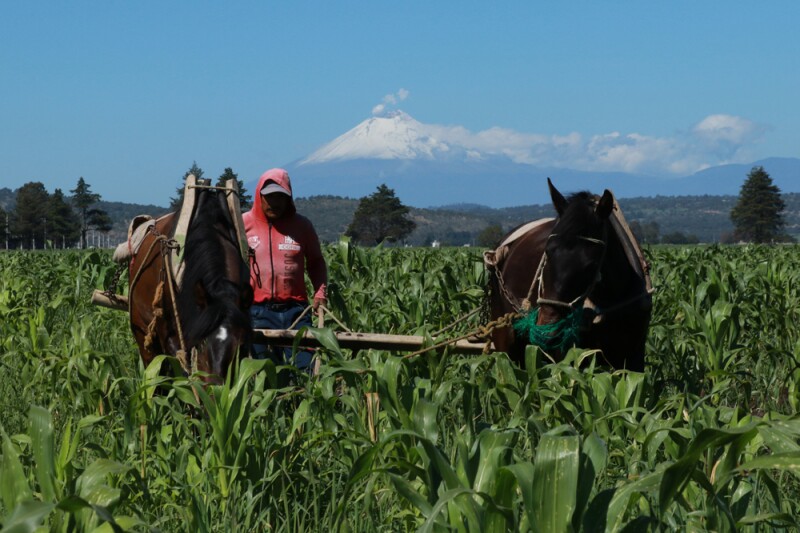 Agroempresarios y el gobierno mexicano, a través de la Secretaría de Economía (SE) acordaron rechazar la estacionalidad agrícola de la modernización del tratado comercial.